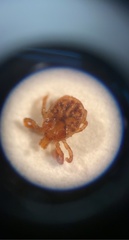 Amblyomma americanum