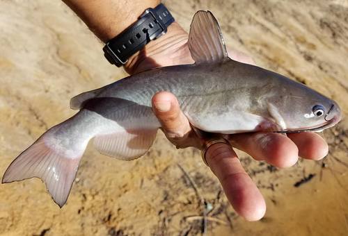 White Catfish
