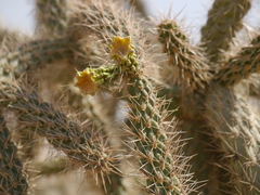 Cactaceae