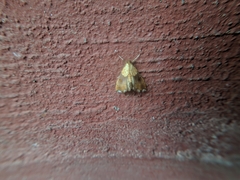 Agrotera nemoralis
