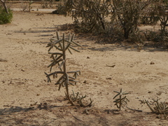 Cactaceae