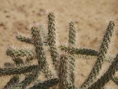 Cactaceae