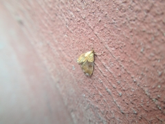 Agrotera nemoralis