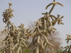 Cactaceae