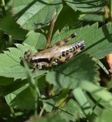 Melanoplus viridipes