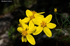 Coreopsis petrophila