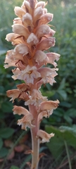 Orobanche bartlingii