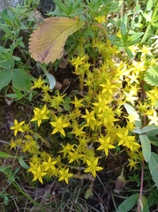 Sedum acre