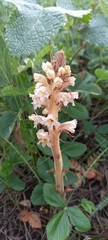 Orobanche bartlingii