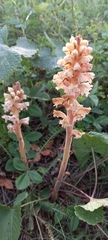 Orobanche bartlingii