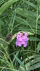 Platanthera grandiflora