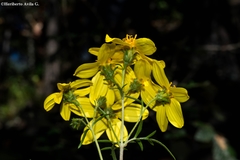 Coreopsis petrophila