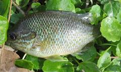 Lepomis