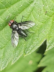 Nyctia halterata