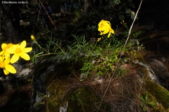 Coreopsis petrophila