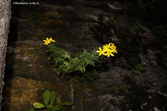 Coreopsis petrophila