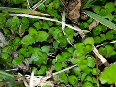 Leptostigma setulosum