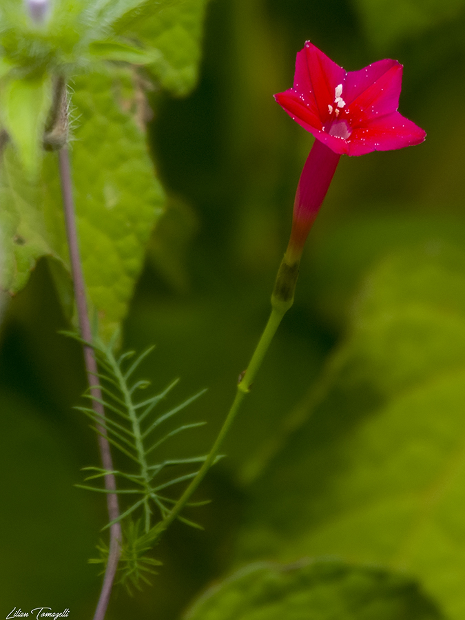 Ipomoea quamoclit