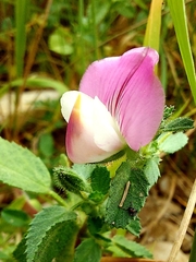 Ononis arvensis
