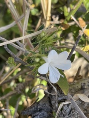 Barleria elegans orientalis