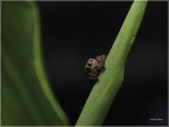 Carrhotus coronatus