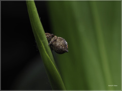 Carrhotus coronatus