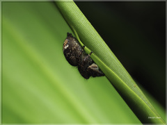 Carrhotus coronatus