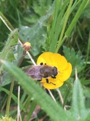 Eristalinae