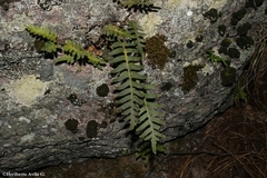 Pleopeltis sanctae-rosae