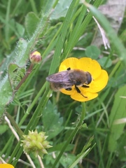 Eristalinae