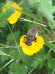 Eristalinae