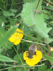Eristalinae