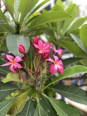 Plumeria rubra