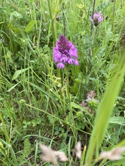 Anacamptis pyramidalis