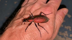 Carabus smaragdinus