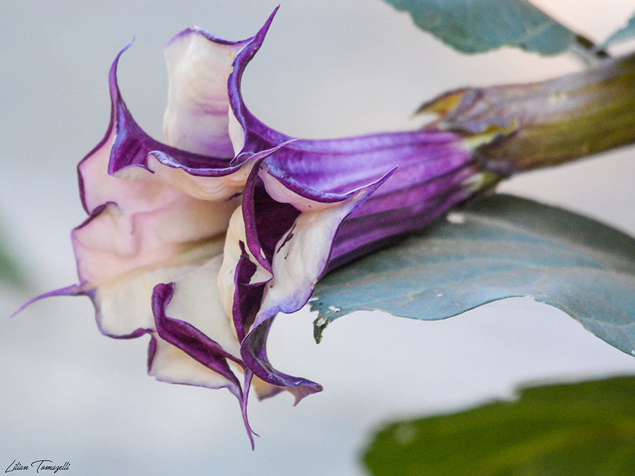 Datura metel