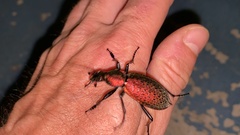 Carabus smaragdinus