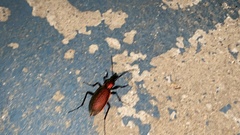 Carabus smaragdinus