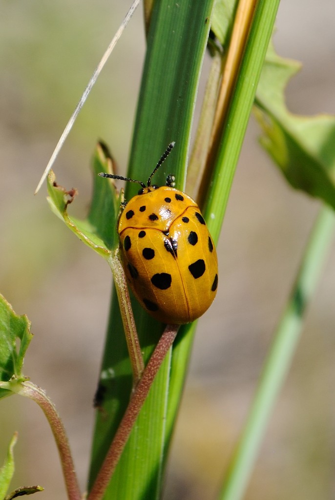 Argus Tortoise Beetle