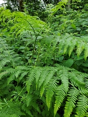 Pteridium aquilinum