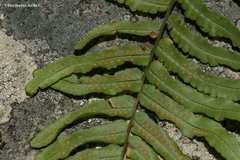 Polypodium fraternum