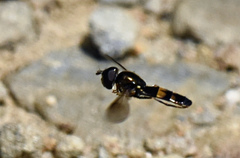 Pyrophaena rosarum