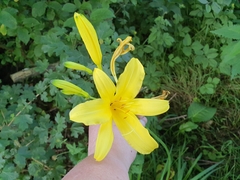 Hemerocallis lilioasphodelus