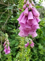 Digitalis purpurea