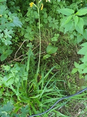 Hemerocallis lilioasphodelus