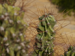 Cactaceae