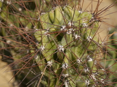 Cactaceae