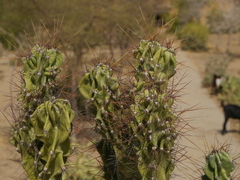 Cactaceae