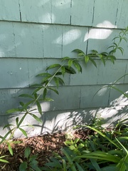 Veronicastrum virginicum