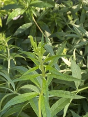 Veronicastrum virginicum